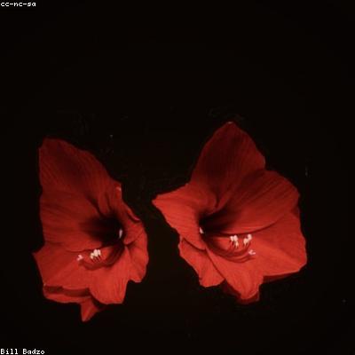 Лилия белая