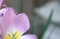 Тюльпаны весенние