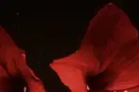 Лилия белая